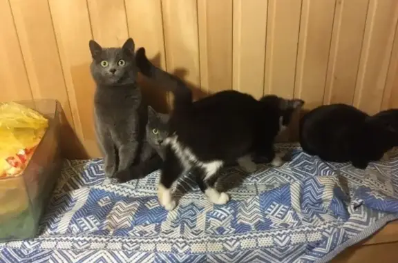Кошки потеряшки, , фото: Потеряшка кошка, ул. Кутузова, 51