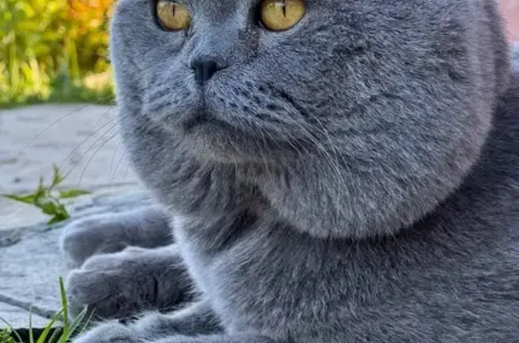 Пропала кошка: Чкалова, 10, Н. Услон