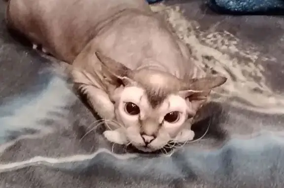 Кошки потеряшки, Краснотурьинск, фото: Потеряшка кошка, Коммунальная 28, Краснотурьинск