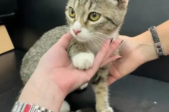 Найдена кошка, Ставрополь, фото: Котенок найден: ул. Рогожникова, 3, Ставрополь