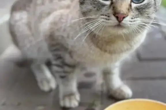 Кот найден на Авиационной, 113, Тамбов