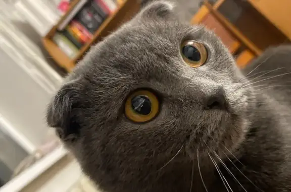 Пропала кошка, ул. Свердлова, 8, Миасс