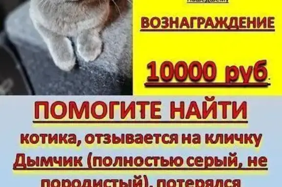 Пропала кошка, Белорусская 174, Батайск