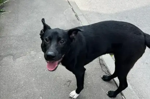 Найдена собака, Клин, фото: Найдена черная собака, Спортивная ул, Клин