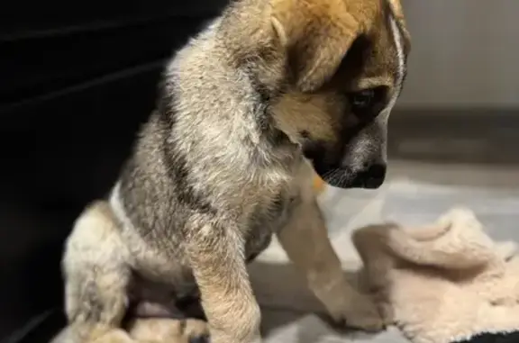 Щенок найден на дороге в Новосергиевку