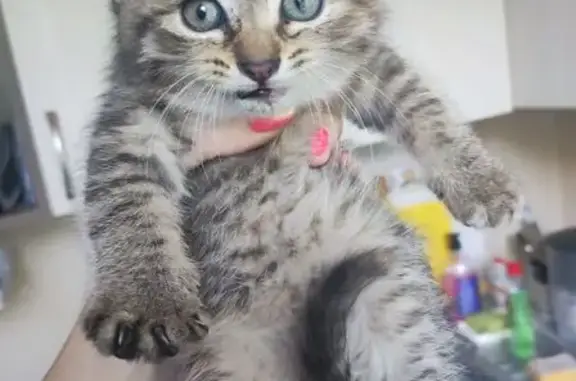 Котёнок найден под капотом, Нахимова 7