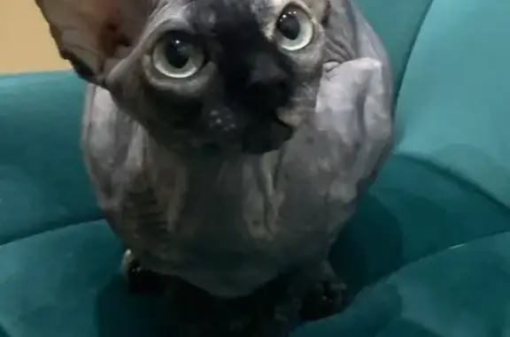 Объявления о пропавших и найденных животных, Самара, фото: Пропала кошка, пр. Карла Маркса, 39