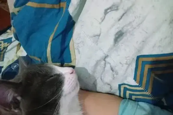 Кошки потеряшки, Тюкалинск, фото: Потеряшка кошка на Упорном переулке, Тюкалинск