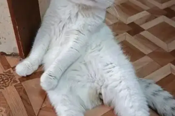 Пропала кошка, ул. Космонавтов 52, Арзамас