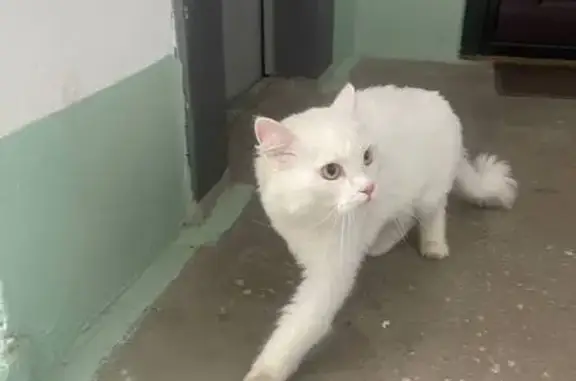 Кошки потеряшки, Челябинск, фото: Потеряшка кошка, ул. Косарева 71, Челябинск