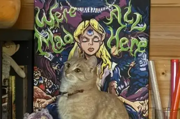 Кошка пропала, Алабушево, 4Б