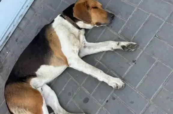 Найдена охотничья собака, Вокзальная пл.