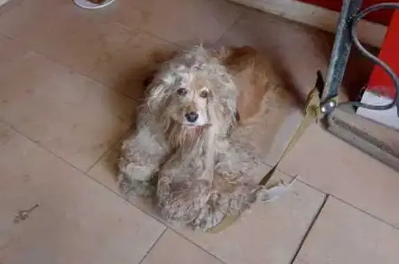 Спаниель найден: Ясная ул., 33, Н. Новгород