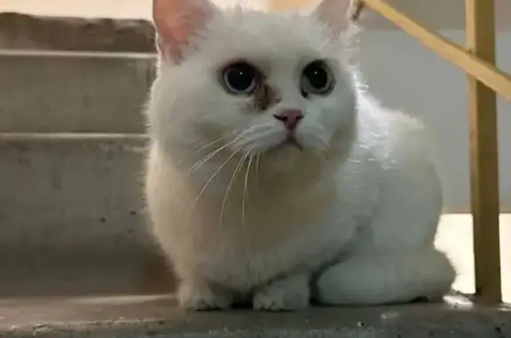 Кошка найдена, ул. Саморы Машела, Москва