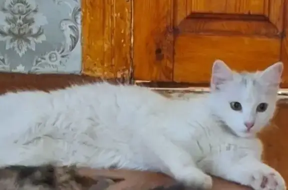 Пропала белая кошка, Пятигорск, Кубанская 52