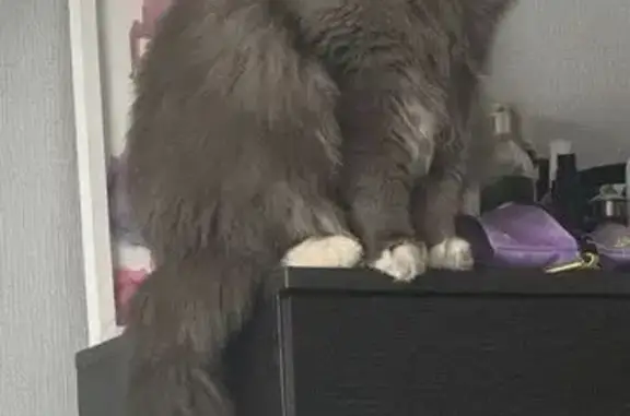 Кошки потеряшки, Москва, фото: Потеряшка кошка, ул. Гастелло, 41, Москва