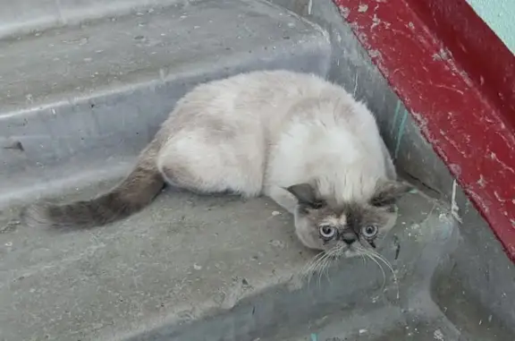 Кошка найдена на Б. Богаткова, 194/3