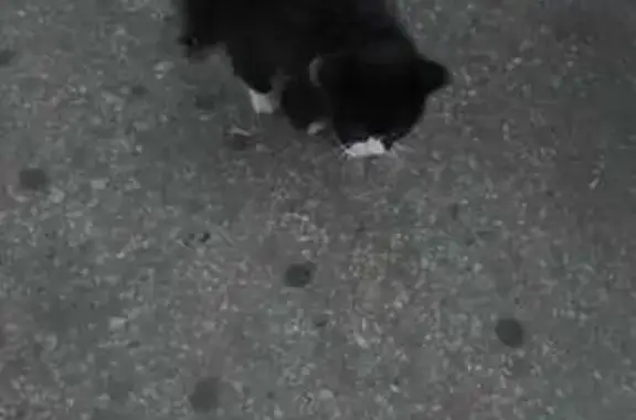 Котёнок найден: ул. Катукова, 50, Липецк