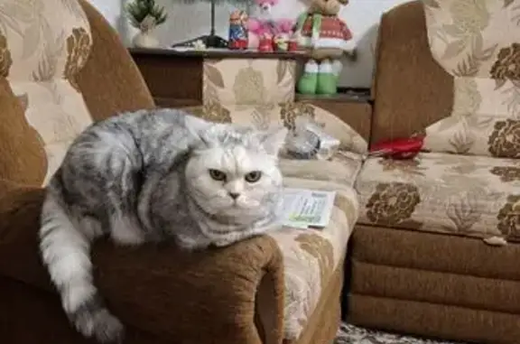 Кошки потеряшки, Кирово-Чепецк, фото: Потеряшка кошка у пр. Мира, Кирово-Чепецк