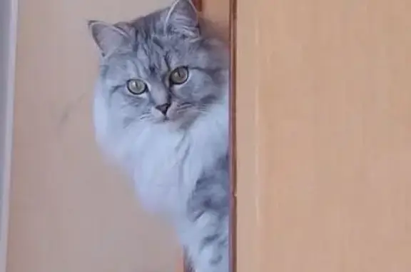 Пропала кошка, ул. Николаева, 85, Оренбург