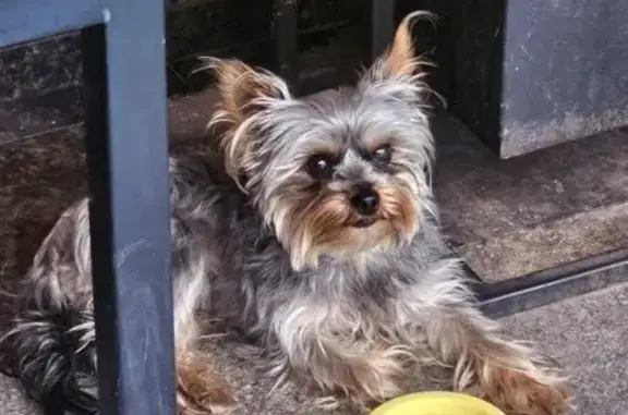 Йорк найден на Рашпилевской, 74, Краснодар