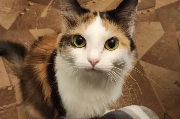 Кошки потеряшки, Нижний Новгород, фото: Потеряшка кошка, Архитектурная ул., 1