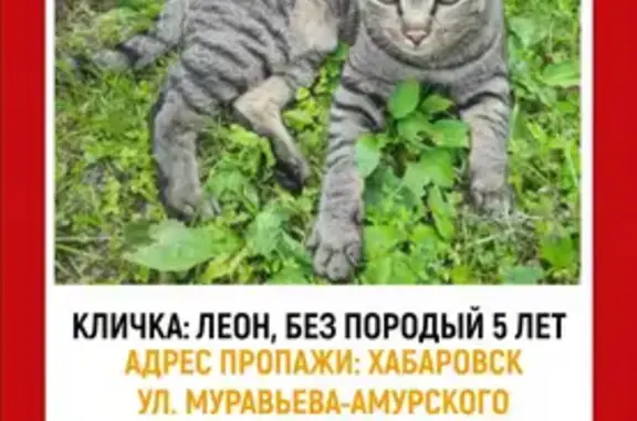 Пропала кошка, Дзержинского 42А, Хабаровск