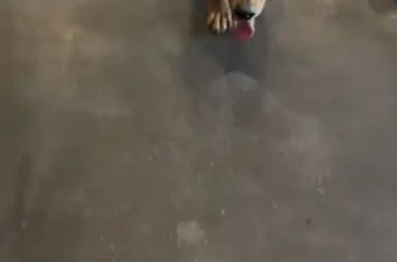 Собака найдена: Заозёрная ул., 50А, Омск