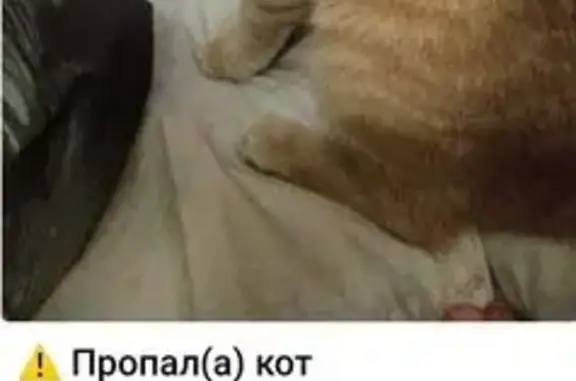 Пропал рыжий кот, Новая ул., 29, Балашиха
