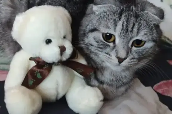 Пропала кошка на Голубятникова 26, Казань