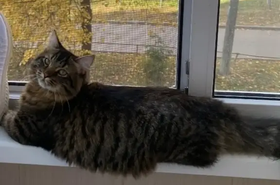 Кошки потеряшки, Чебоксары, фото: Потеряшка кошка, пр. 9-й Пятилетки, Чебоксары