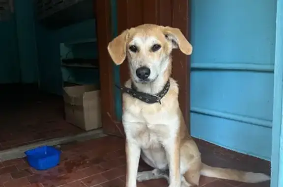 Собака найдена на ул. Думенко, Краснодар