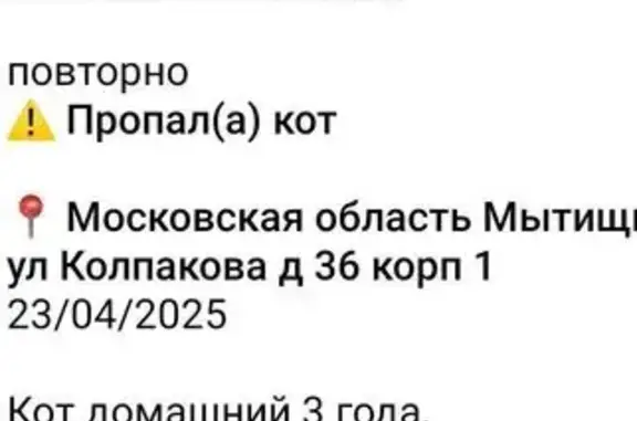 Пропала кошка, ул. Колпакова 36 к1