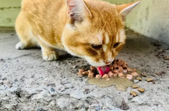 Кошка найдена: ул. Фучика, 133, Казань