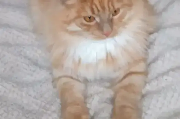 Кошки потеряшки, Москва, фото: Потеряшка кошка, Днепропетровская 25, Москва