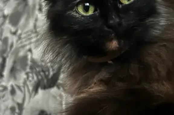 Кошки потеряшки, Шатура, фото: Потеряшка кошка, ул. Энергетиков, 9, Шатура