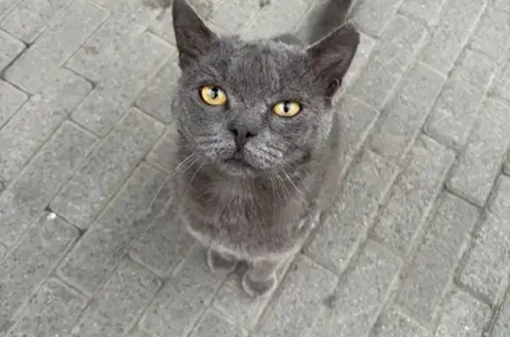 Найденные животные Томск, фото: Кошка найдена, ул. Салтыкова-Щедрина, Томск