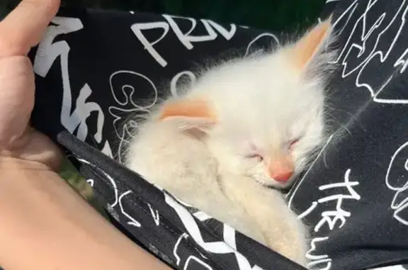 Кошка найдена на Кижеватова, 9, Пенза