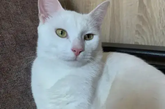 Пропала белая кошка, ул. Комсомольская, 57А