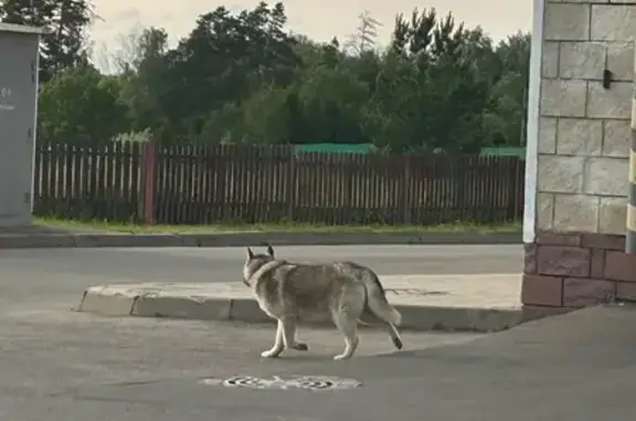Найдена собака, Павловская Слобода, фото: Найдена собака на ул. Ленина, 77