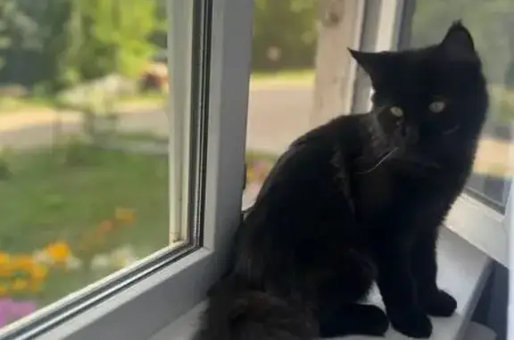 Потерянные животные Нижний Новгород, фото: Пропала кошка, Московское шоссе 294М