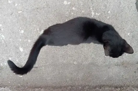 Найдена кошка, Мурманск, фото: Найдена черная кошка, ул. Маклакова, Мурманск