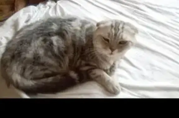 Пропала кошка, Машинный пер., Шуваево