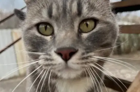 Кошки потеряшки, Анапа, фото: Потеряшка кошка, ул. Толмазова, Анапа