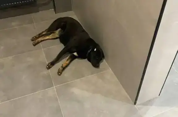 Собака найдена: ул. Гондаря, 98 к1, Краснодар