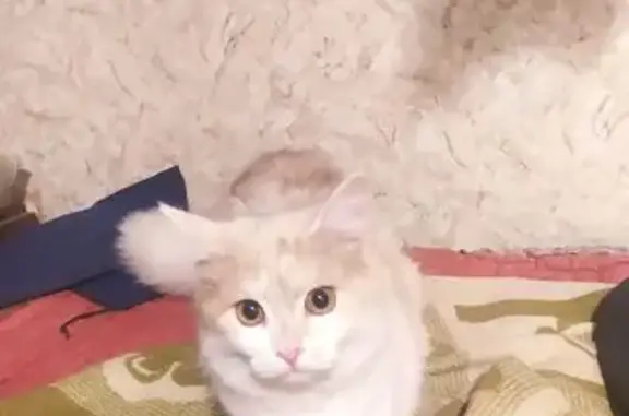 Пропала кошка, ул. Революции, 7, Орёл