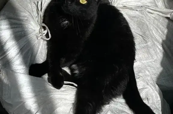 Кошки потеряшки, Екатеринбург, фото: Потеряшка кошка, ул. Коминтерна, 13