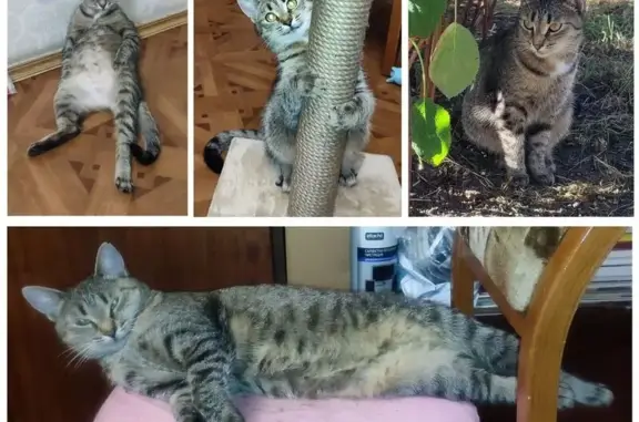 Кошки потеряшки, Нижний Новгород, фото: Потеряшка кошка, Фубровская 53, Н. Новгород