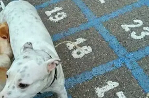 Собака найдена на Карякина, 21, Краснодар