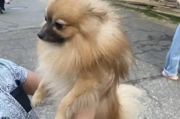 Найдена собака, Йошкар-Ола, фото: Шпиц найден: Баумана 11, Йошкар-Ола